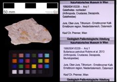 Foto (Objekt + Etiketten) von Bullariscus patruliusi (Robins et al., 2013) (NHMW-GEO-1990-0041-0339)